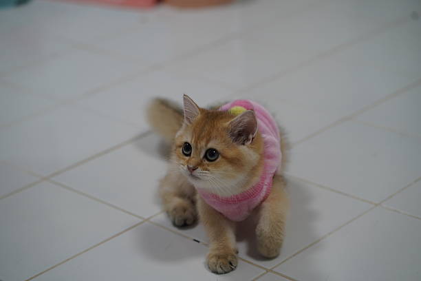 istock Adorable kitten wearing a pink sweater exploring a bright indoor space on white tiles with a playful demeanor and curious eyes in soft focus background 2249124493