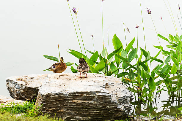 ducks sit on a decorative stone on land with landscape design and gas plants and bushes near a pond with water.