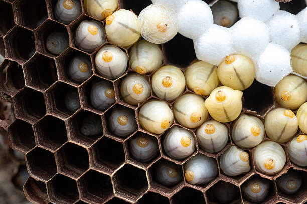 The wriggling bee pupae in the hornet's nest