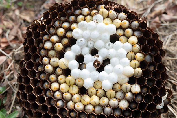 The wriggling bee pupae in the hornet's nest