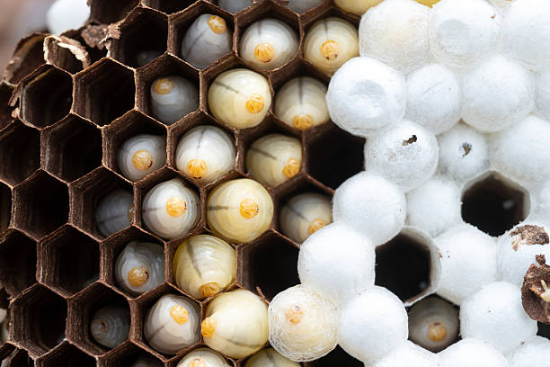 The wriggling bee pupae in the hornet's nest