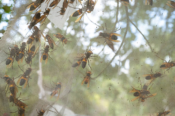 istock The wasp in the bag 2249125533