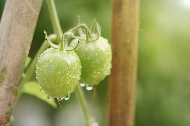 Two round unripe tomatoes covered in heavy rain drops, growing beside a vertical bamboo stake used for plant support.