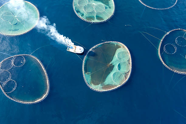 istock Drone View Fish Farms in the Sea 2249126638