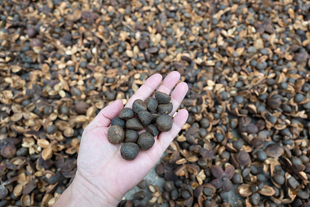 istock Holding camellia seeds laid out to dry 2249126944