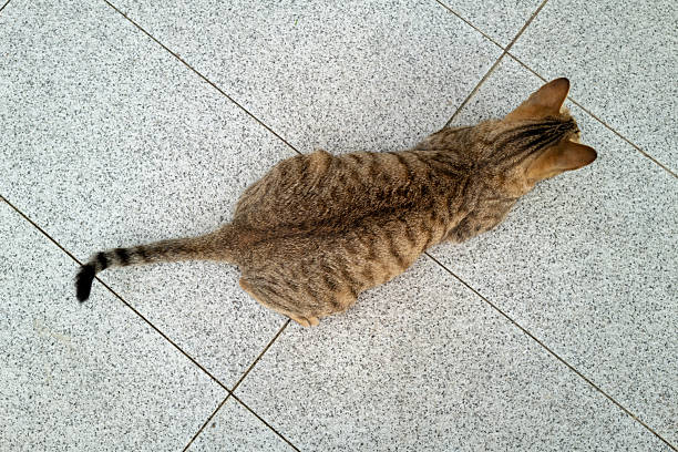 A domestic cat looking down at the ground