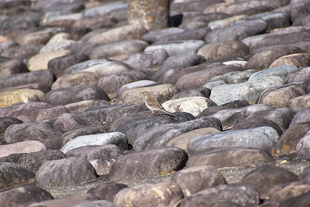 Water pipit on rocky stretch.Not retouching photo.The place is Sayama nature park in Tokorozawa city Saitama prefecture.