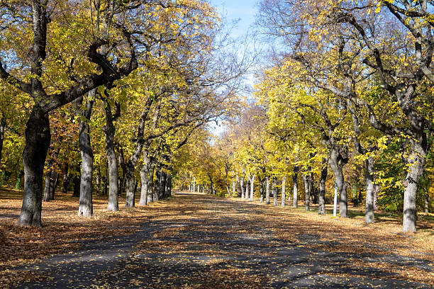 Long tree-lined avenue covered with fallen autumn leaves on a sunny day. Symmetrical rows of mature trees with yellow foliage create a peaceful seasonal landscape, photographed outdoors in natural light, evoking calm, transition, and nature in fall.