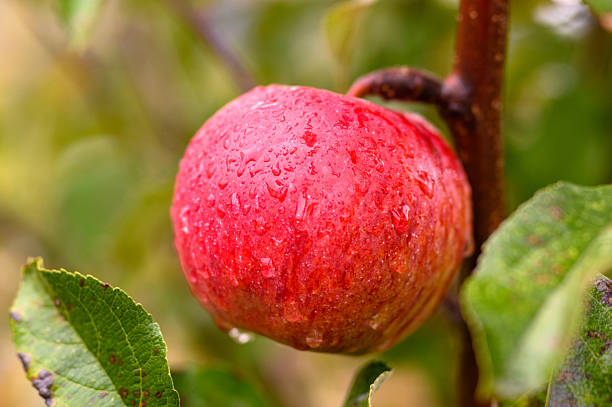 Fresh red apple with raindrops on tree branch in orchard during early morning hours