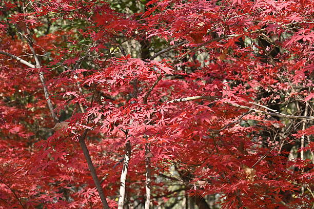 istock Red Maple Canopy in Autumn Woodland 2249129238
