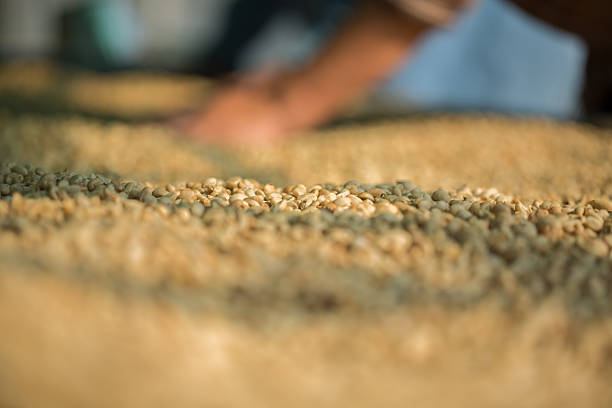 istock Close up smart farmer techniques hand coffee bean machinery roast apparatus dry sunlight tool sunbeam sunray sunshine fresh garden produce agriculture promotes farmer concept farm blur background 2249129254