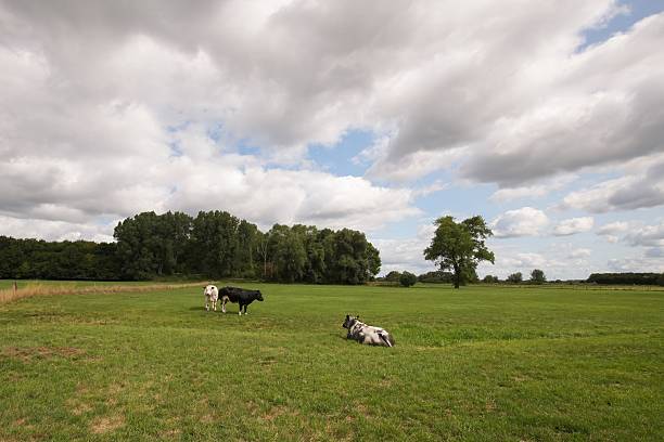 This tranquil landscape showcases cows peacefully grazing in a green field. The sky above is filled with clouds, casting shadows on the ground, creating a picturesque and serene atmosphere.
