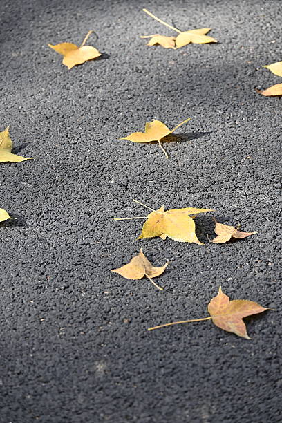 The image shows plane tree leaves (palm-shaped, characteristic of Platanus) scattered on a black asphalt pavement in mid-autumn, with yellow and light brown coloration