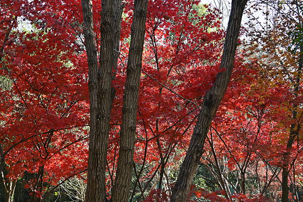 istock Mid-Autumn Red Maple Cluster with Vibrant Crimson Canopy 2249130075