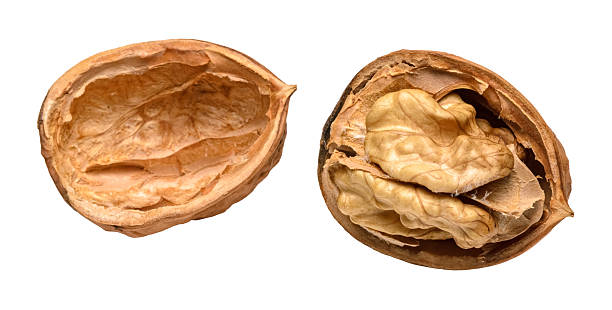istock Walnut or Juglans regia with opened shell and kernel isolated on white background 2249130274