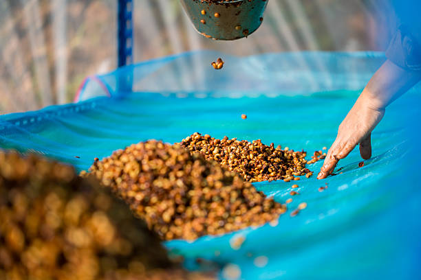 istock Close up smart farmer techniques hand coffee bean machinery roast apparatus dry sunlight tool sunbeam sunray sunshine fresh garden produce agriculture promotes farmer concept farm blur background 2249130471