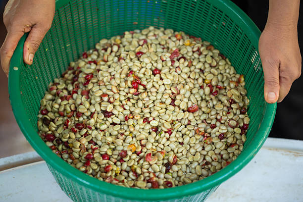 Close up smart farmer techniques hand coffee bean machinery roast apparatus dry sunlight tool sunbeam sunray sunshine fresh garden produce agriculture promotes farmer concept farm blur background