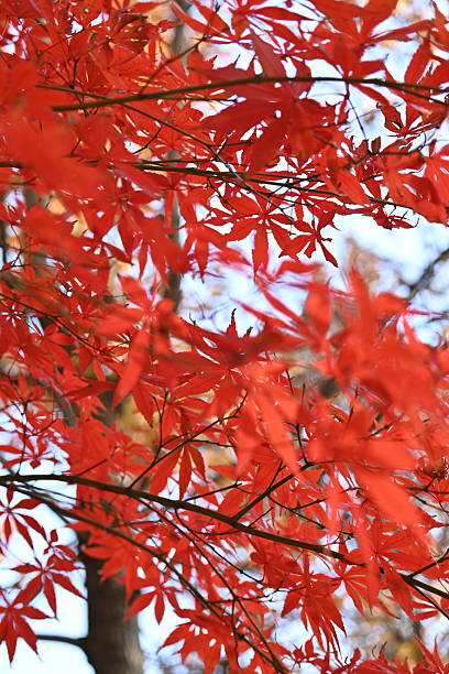 istock Mid-Autumn Japanese Maple Branch with Dynamic Scarlet Foliage 2249130719