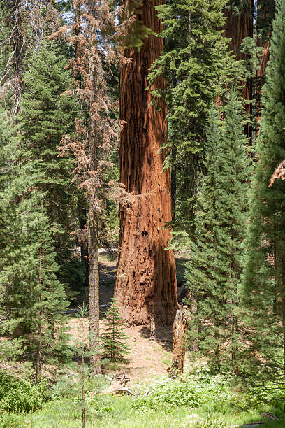 istock tall and big sequoias in beautiful sequoia national park 2249133292