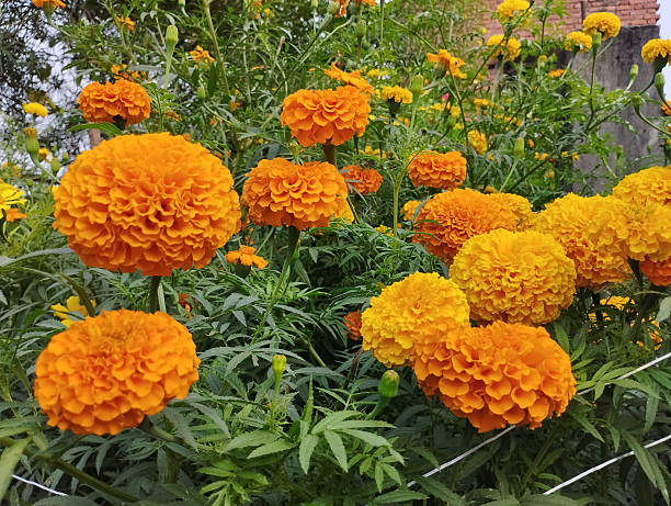 istock Abundant orange and yellow marigold flowers 2249133966