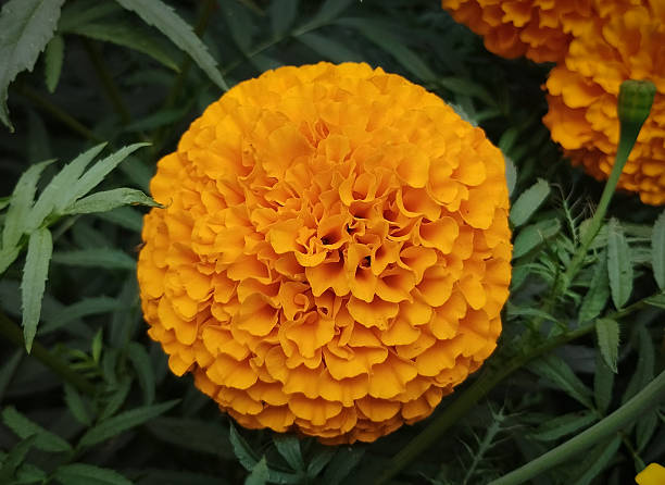 istock Marigold flower on dark green background 2249134026