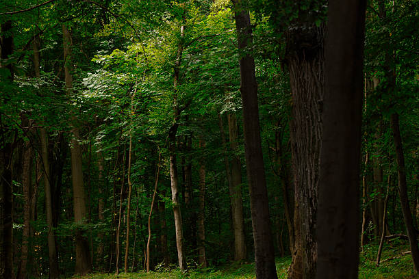 low key summer ordinary forest trees environment space of June morning dusk lighting natural