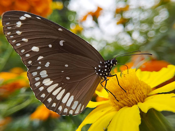 A side view of a Common Crow butterfly, characterized by its dark brown wings with rows of white spots, resting on a bright yellow flower