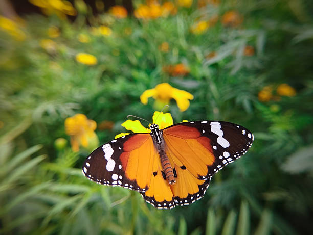 istock Symmetrical butterfly centered on yellow bloom 2249134098