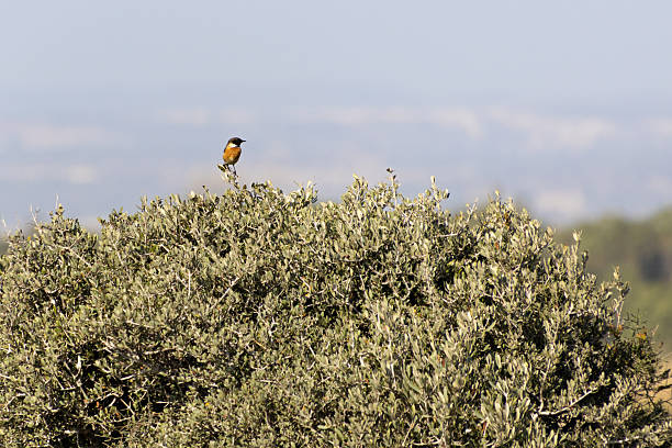 An environmental portrait of a European Stonechat (Saxicola rubicola) perched on a branch in its natural habitat.
