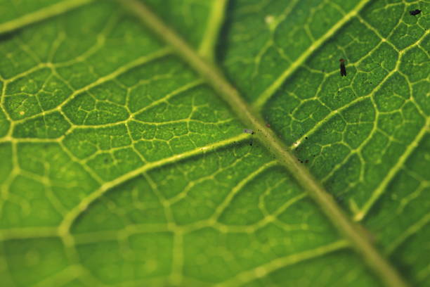 Green leaf texture background, macro of a leaf, closeup green leaf texture