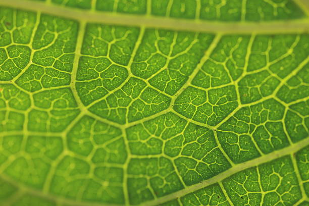 Green leaf texture background, macro of a leaf, closeup green leaf texture