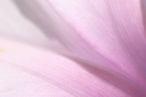 Macro of a flower texture background, closeup pink flowers texture