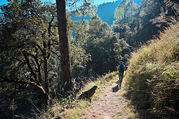 A trekker walks along a narrow sunlit trail surrounded by dense forest and sloping hillsides in Binsar Nature Reserve, Kumaon Region, India. The warm light highlights tall grasses and deep green foliage, creating a serene Himalayan landscape perfect for outdoor adventure. Ideal for themes of trekking, eco-tourism, solitude in nature, mountain exploration, and scenic hiking routes.