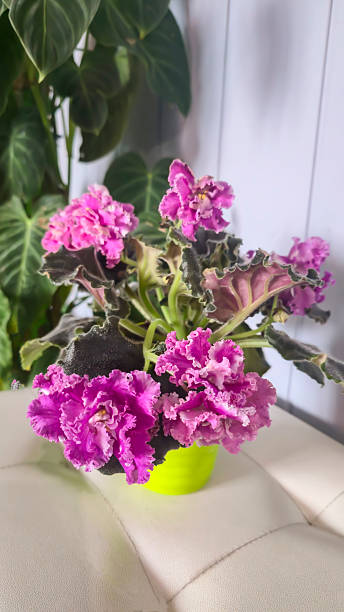 istock Decorative violets for home decor, indoor plants Drip irrigation Room decoration 2249136965