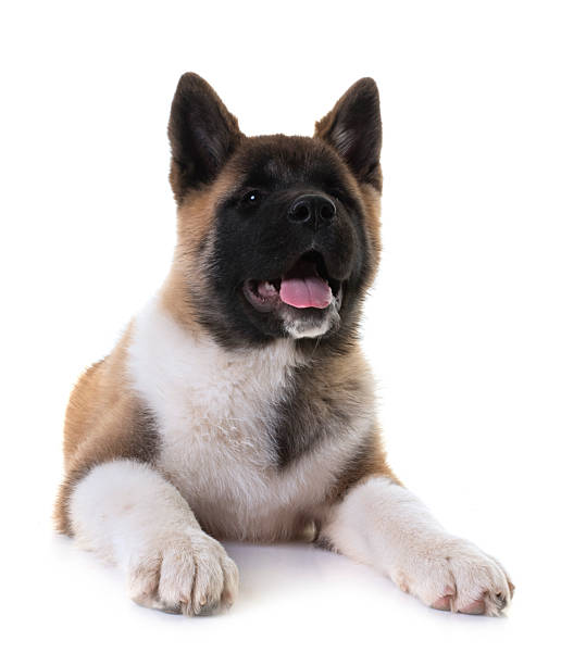 istock amerikan akita in studio 2249137991