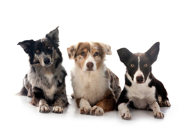 istock australian shepherds and border collie with owner 2249138029