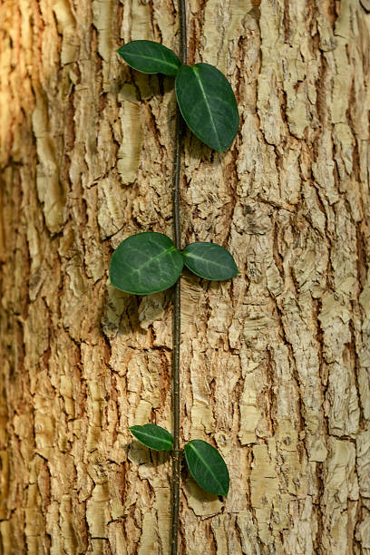Blurred image of New leaves grown up on old, wood textured tree trunk in a forest. Howrah, West Bengal, India.