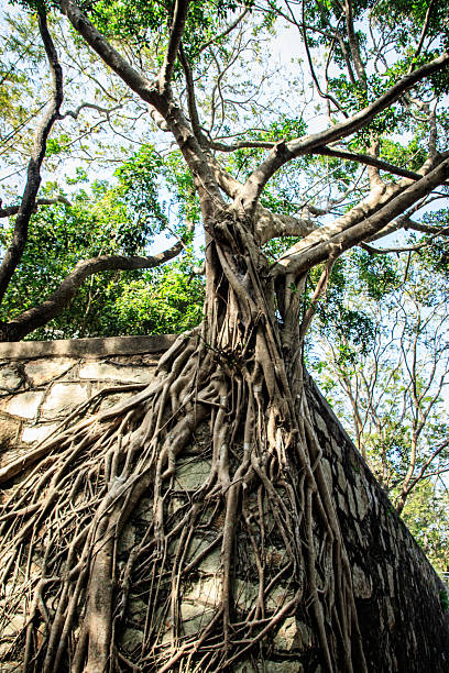 istock Ancient Ruins Overgrown by Strangler Fig Tree Roots 2249138242