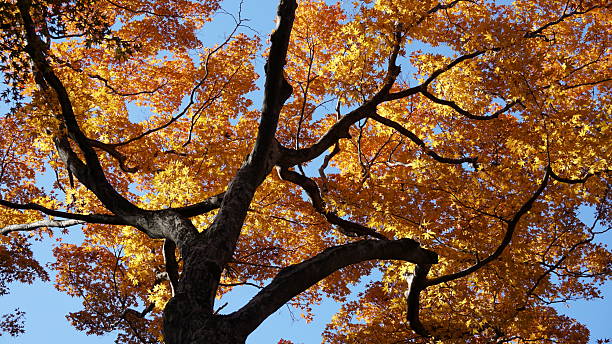 istock Autumn Scenery and red maple trees at Yoro Park, Gifu, Japan 2249139922