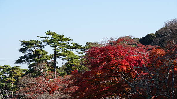 istock Autumn Scenery and red maple trees at Yoro Park, Gifu, Japan 2249140149