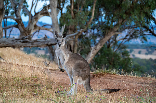 istock Kangaroo in country Victoria bushland 2249145002