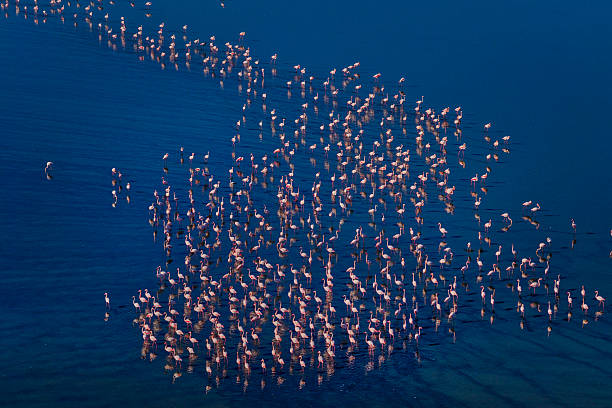 istock Flamingos at Koroneia Lake. Wildlife Amid Drought and Climate Change 2249145554