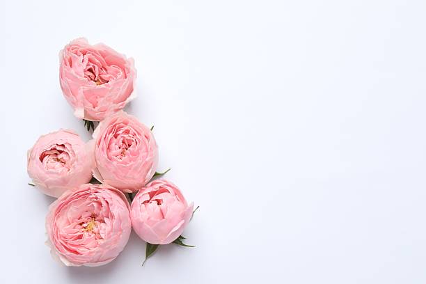 istock Beautiful composition with pink roses on white background 2249146296