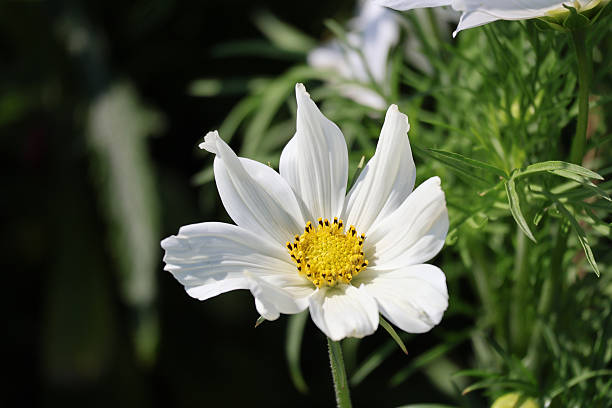 istock A white garden cosmos flower 2249148467