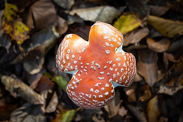 Amanita muscaria, commonly known as the fly agaric or fly amanita, is a basidiomycete of the genus Amanita. It is a large white-gilled, white-spotted, and usually red mushroom.