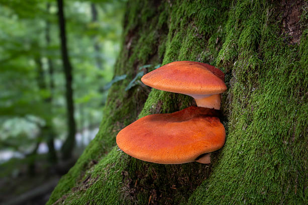 istock Beefsteak fungus close up 2249148797