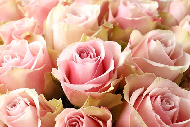 istock Beautiful pink roses, close-up 2249150318