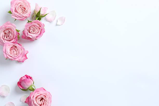 istock Top view of  pink roses on white background 2249150336