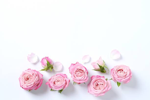 istock Top view of  pink roses on white background 2249150345