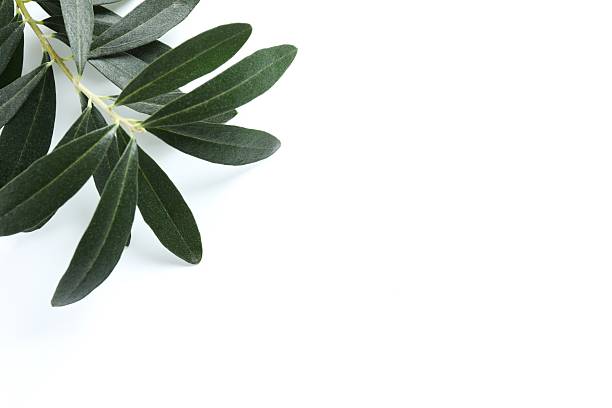 istock Olives green leaves on white  background 2249150369